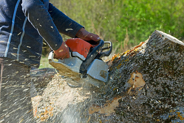 Best Storm Damage Tree Cleanup  in Lake Junaluska, NC